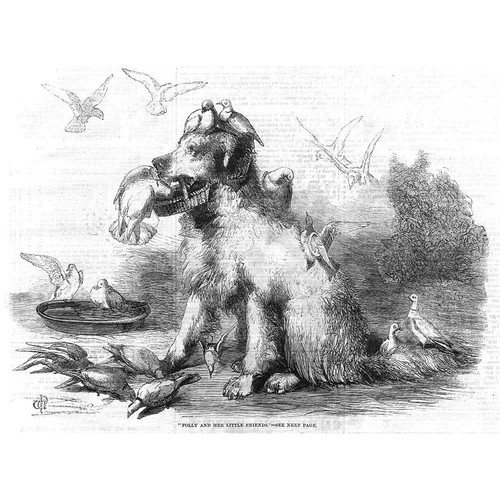 Newfoundland dog and pigeons - dog,
