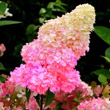 Hydrangea paniculata sundae - hydrangea,