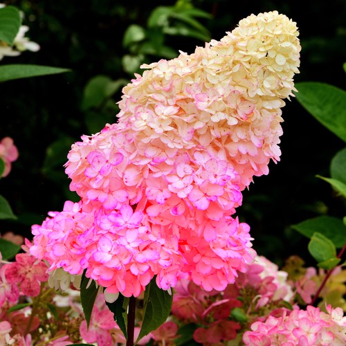 Hydrangea paniculata sundae - paniculata,
