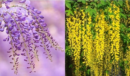 Wisteria sinensis seeds - wisteria,