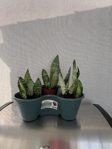 Snake plant sansevieria 3pk - snake,