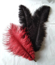 Prime Ostrich Plumes x 3 in