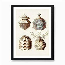 Types Of Beehive 4 Vintage Art