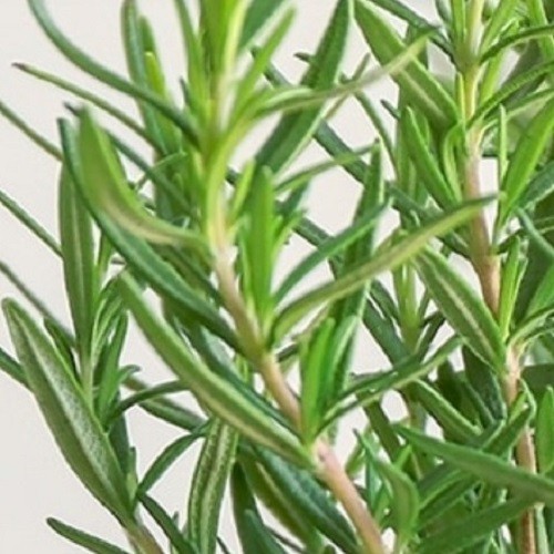 Organic rosemary plug - 3x,