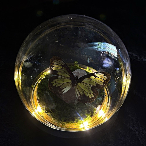 Taxidermy butterfly nightlight