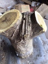 Laburnum Wood,laburnum