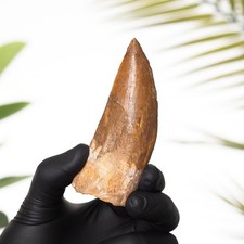 3.60 Inch "African T. rex Type" Dinosaur Tooth Fossil (Carcharodontosaurus sahar