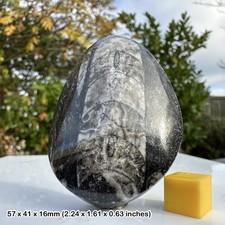 Orthoceras fossil – 400