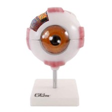 66fit™ Giant Eye Model -