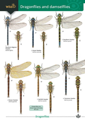 Dragonflies and damselflies