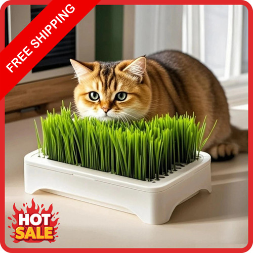 Cat grass growing tray - grass,