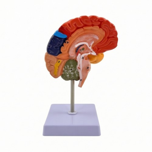 Human brain model labeled - model,