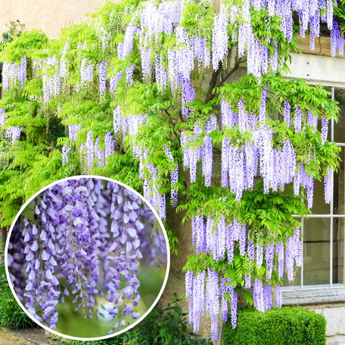 Wisteria sinensis blue - sinensis,