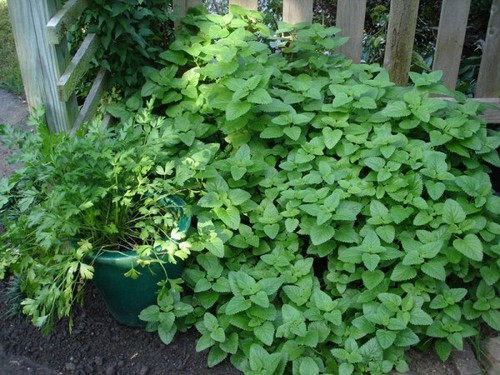 Mint strawberry edible - strawberry,