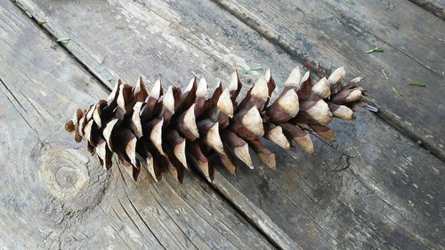 Large sugar pine cones - pine,