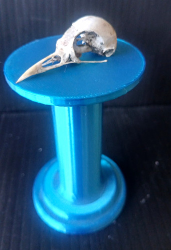 Bird skull upper part only - skull,
