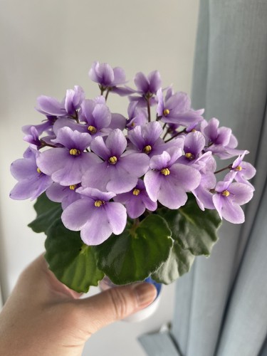 African violets two - violets,