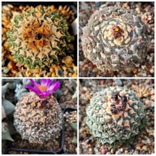 Ariocarpus kot mix - kot.,