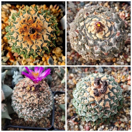 Ariocarpus kot mix - kot.,