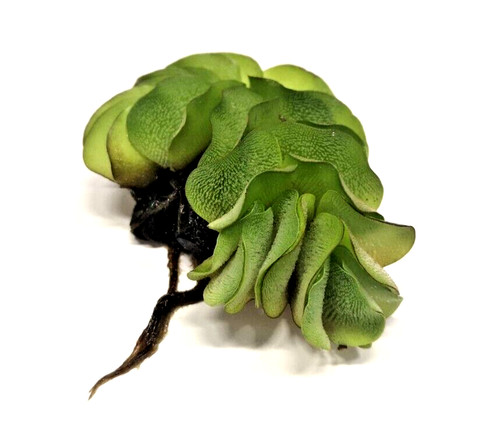 Salvinia auriculata floating - salvinia,