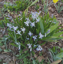 Purple/Blue Siberian Squill