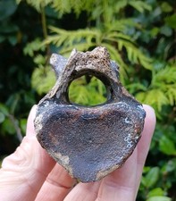 Fossil woolly rhino vertebrae - fossil,