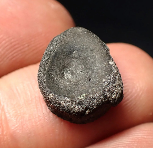 Jurassic ichthyosaur bone