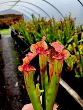 Sarracenia Mitchelliana (pitcher plant)