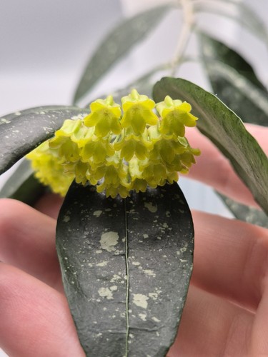 Very rare hoya amicabilis - rare,