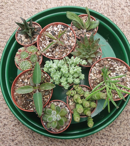 Succulent collection bundle - collection, |