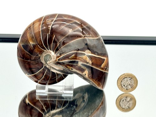 Large nautilus fossil - large,