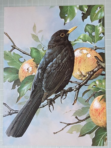 Basil ede bird - bird,