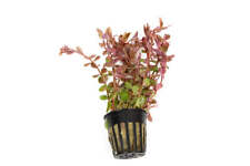 Rotala indica - Tropical Water Live Aquarium Plants