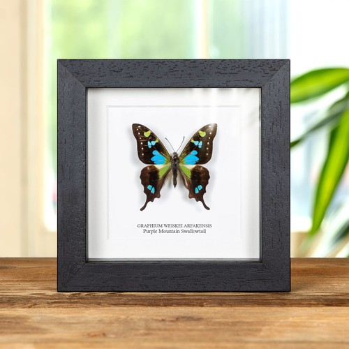 Purple mountain swallowtail - mountain,