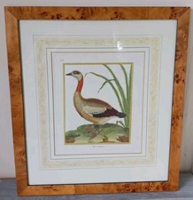 Bird print british - bird,