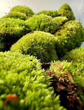 LIVE BUN MOSS | Natural Fresh Moss | Terrarium Supplies | Cushion Boll Moss