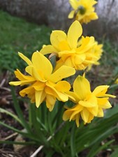 Dwarf daffodil double - daffodil, 'double