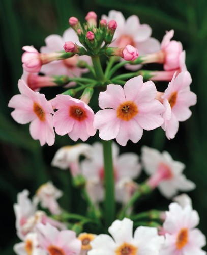 Primula apple blossom - primula,