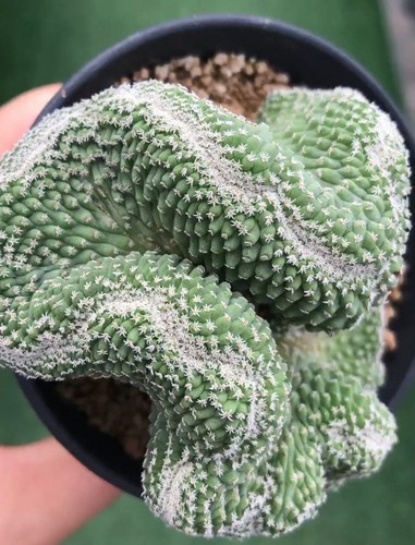 8cm rare live house plant - 8.8cm,