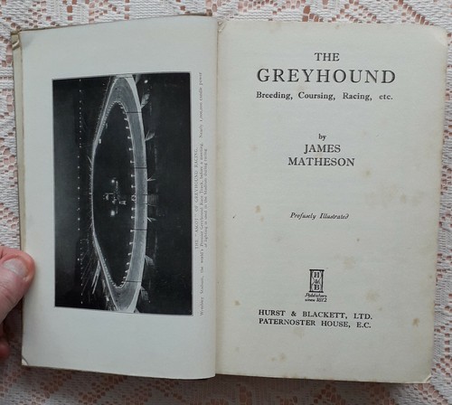 The greyhound breeding - greyhound,