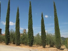 Italian Cypress Tree Seeds - Strata Cupressus Sempervirens - Viable Seeds - UK 