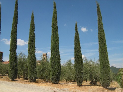 Italian cypress tree seeds - cypress,