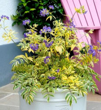 Jacobs Ladder Variegated Plant
