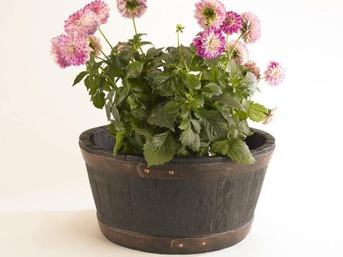 Sankey 49cm round garden - sankey,