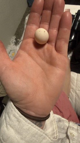 Micro serama hatching - a,