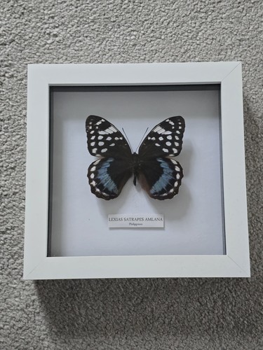 Real framed butterfly display - real,