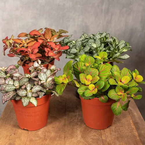 Fittonia houseplant set - fittonia, 4