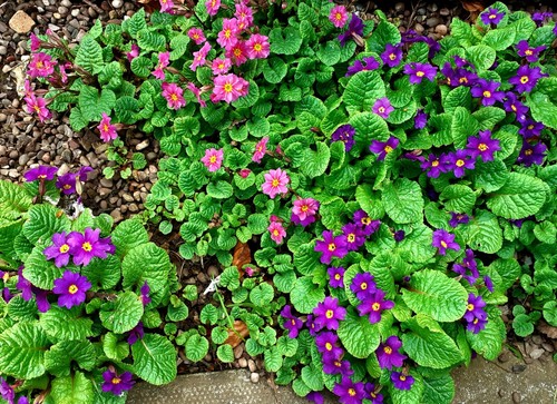 Trio primula collection - , the