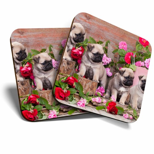 Coasters pug dog - dog, puppies