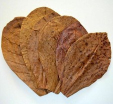 Indian Almond Catappa Leaves